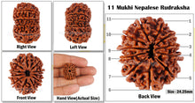 Load image into Gallery viewer, 11 Mukhi Nepalese Rudraksha - Bead No. 52