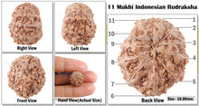 Load image into Gallery viewer, 11 Mukhi Indonesian Rudraksha - Bead No. 140
