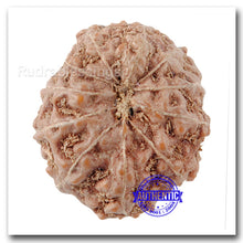 Load image into Gallery viewer, 11 Mukhi Indonesian Rudraksha - Bead No. 140