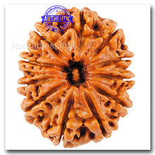 Load image into Gallery viewer, 11 Mukhi Nepalese Rudraksha - Bead No. 3