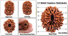Load image into Gallery viewer, 11 Mukhi Nepalese Rudraksha Bead No. 139