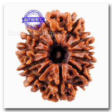 Load image into Gallery viewer, 11 Mukhi Nepalese Rudraksha Bead No. 139