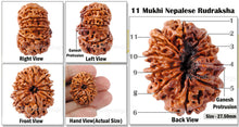 Load image into Gallery viewer, 11 Mukhi Nepalese Ganesh Rudraksha - Bead No. 140