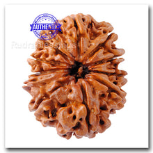 Load image into Gallery viewer, 11 Mukhi Nepalese Ganesh Rudraksha - Bead No. 140
