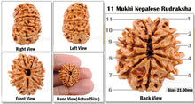 Load image into Gallery viewer, 11 Mukhi Nepalese Rudraksha - Bead No. 36