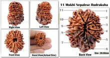 Load image into Gallery viewer, 11 Mukhi Nepalese Rudraksha - Bead No. 61
