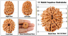 Load image into Gallery viewer, 11 Mukhi Nepalese Rudraksha - Bead No. 24