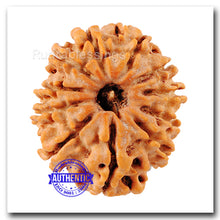 Load image into Gallery viewer, 11 Mukhi Nepalese Rudraksha - Bead No. 24