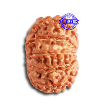 Load image into Gallery viewer, 11 Mukhi Nepalese Rudraksha - Bead No. 318