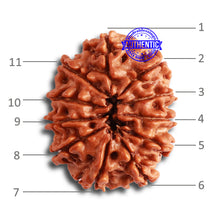 Load image into Gallery viewer, 11 Mukhi Nepalese Rudraksha - Bead No. 319