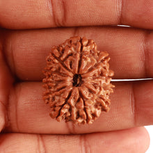Load image into Gallery viewer, 11 Mukhi Nepalese Rudraksha - Bead No. 319
