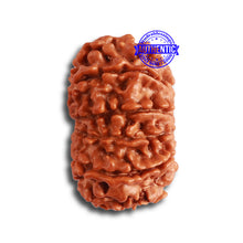 Load image into Gallery viewer, 11 Mukhi Nepalese Rudraksha - Bead No. 319