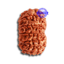 Load image into Gallery viewer, 11 Mukhi Nepalese Rudraksha - Bead No. 319