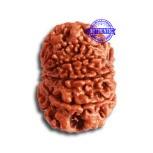 Load image into Gallery viewer, 11 Mukhi Nepalese Rudraksha - Bead No. 320
