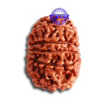 Load image into Gallery viewer, 11 Mukhi Nepalese Rudraksha - Bead No. 320