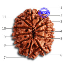Load image into Gallery viewer, 11 Mukhi Nepalese Rudraksha - Bead No. 321