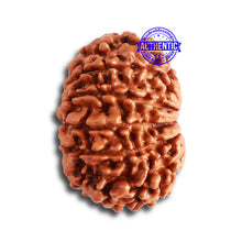 Load image into Gallery viewer, 11 Mukhi Nepalese Rudraksha - Bead No. 321