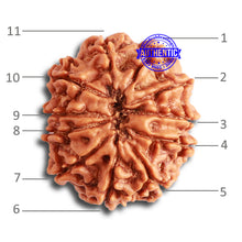Load image into Gallery viewer, 11 Mukhi Nepalese Rudraksha - Bead No. 322