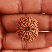 Load image into Gallery viewer, 11 Mukhi Nepalese Rudraksha - Bead No. 322