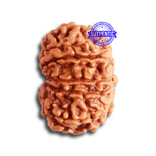 Load image into Gallery viewer, 11 Mukhi Nepalese Rudraksha - Bead No. 322