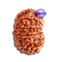 Load image into Gallery viewer, 11 Mukhi Nepalese Rudraksha - Bead No. 322