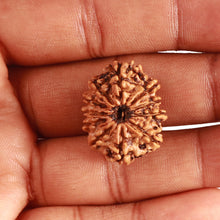 Load image into Gallery viewer, 11 Mukhi Nepalese Rudraksha - Bead No. 325