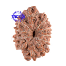 Load image into Gallery viewer, 11 Mukhi Indonesian Rudraksha - Bead No. 33