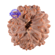 Load image into Gallery viewer, 11 Mukhi Indonesian Rudraksha - Bead No. 34