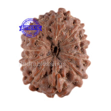Load image into Gallery viewer, 11 Mukhi Indonesian Rudraksha - Bead No. 37
