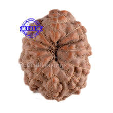 Load image into Gallery viewer, 11 Mukhi Indonesian Rudraksha - Bead No. 39