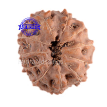 Load image into Gallery viewer, 11 Mukhi Indonesian Rudraksha - Bead No. 45
