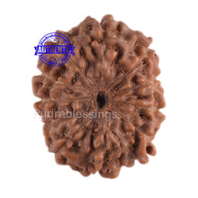 Load image into Gallery viewer, 11 Mukhi Indonesian Rudraksha - Bead No. 46