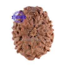 Load image into Gallery viewer, 11 Mukhi Indonesian Rudraksha - Bead No. 49