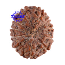 Load image into Gallery viewer, 11 Mukhi Indonesian Rudraksha - Bead No. 53