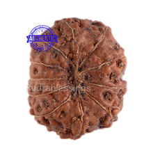 Load image into Gallery viewer, 11 Mukhi Indonesian Rudraksha - Bead No. 55