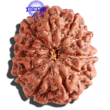 Load image into Gallery viewer, 11 Mukhi Indonesian Rudraksha - Bead No. 105