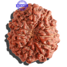 Load image into Gallery viewer, 11 Mukhi Indonesian Rudraksha - Bead No. 105