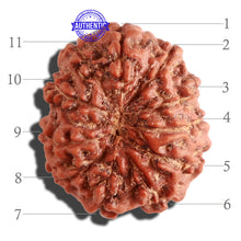 Load image into Gallery viewer, 11 Mukhi Indonesian Rudraksha - Bead No. 105