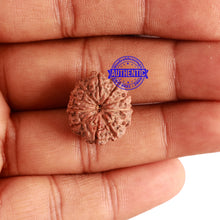 Load image into Gallery viewer, 11 Mukhi Indonesian Rudraksha - Bead No. 108