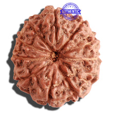 Load image into Gallery viewer, 11 Mukhi Indonesian Rudraksha - Bead No. 108