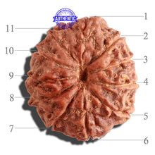 Load image into Gallery viewer, 11 Mukhi Indonesian Rudraksha - Bead No. 108