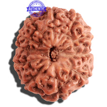 Load image into Gallery viewer, 11 Mukhi Indonesian Rudraksha - Bead No. 109