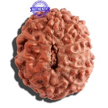 Load image into Gallery viewer, 11 Mukhi Indonesian Rudraksha - Bead No. 109