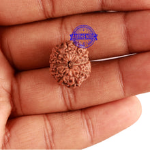 Load image into Gallery viewer, 11 Mukhi Indonesian Rudraksha - Bead No. 109