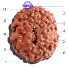 Load image into Gallery viewer, 11 Mukhi Indonesian Rudraksha - Bead No. 109