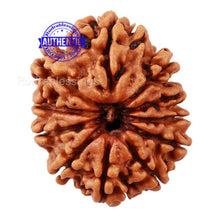 Load image into Gallery viewer, 11 Mukhi Nepalese Rudraksha - Bead No. 123