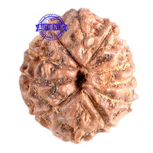 Load image into Gallery viewer, 11 Mukhi Indonesian Rudraksha - Bead No. 152