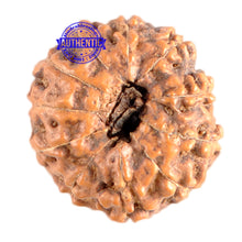 Load image into Gallery viewer, 11 Mukhi Indonesian Rudraksha - Bead No. 154