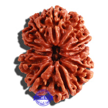 Load image into Gallery viewer, 11 Mukhi Nepalese Rudraksha - Bead No. 155
