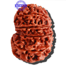 Load image into Gallery viewer, 11 Mukhi Nepalese Rudraksha - Bead No. 155